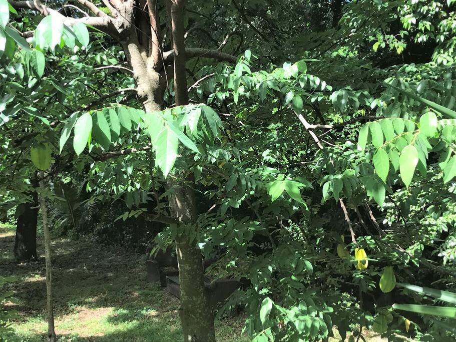 Appartement Colibri , Les Anses D 'Arlet Bagian luar foto